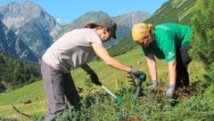 Die Freiwilligen entfernten unerwünschte Pflanzen. (Bild: Larissa Poltura)