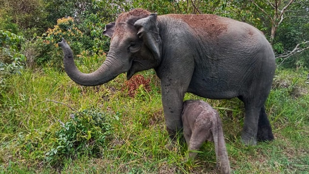 According to the authorities, encounters between humans and elephants are becoming increasingly common there - the animals' habitat is dwindling. (Bild: AFP)