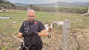 Die ausgebüxten Ziegen wurden von Beamten der Stadtpolizei Baden eingefangen, anschließend auch noch gleich der Zaun repariert. (Bild: Stadtpolizei Baden)