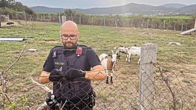 The escaped goats were caught by officers from the Baden municipal police and the fence was then repaired. (Bild: Stadtpolizei Baden)