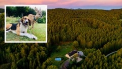 Im Forsthaus Langschlägerwald wurden Rehbock „George“ und Hund „Clooney“ zur Familie. (Bild: Krone KREATIV/Imre Antal)