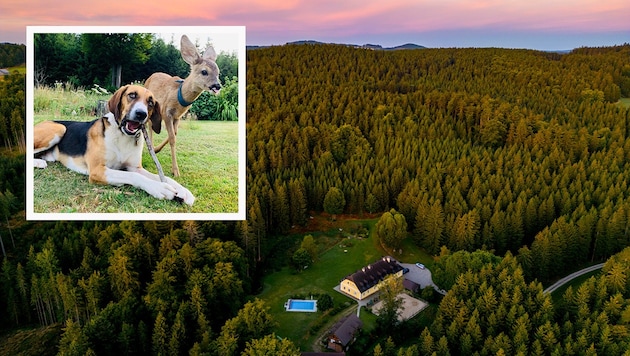 Im Forsthaus Langschlägerwald wurden Rehbock „George“ und Hund „Clooney“ zur Familie. (Bild: Krone KREATIV/Imre Antal)