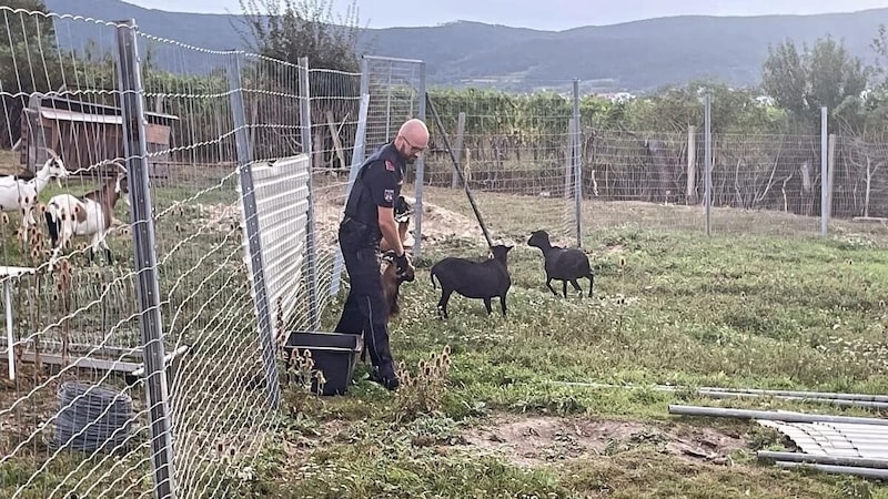 (Bild: Stadtpolizei Baden)