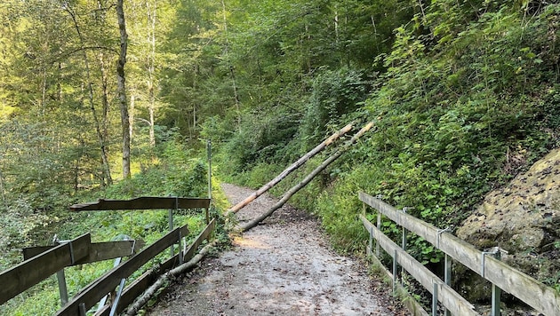 Umgestürzte Bäume blockieren zum Teil den Weg durch die Klamm. (Bild: zVg)