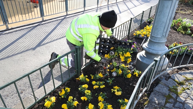 In Vorarlberg, for example, asylum seekers work on charitable projects such as gardening. (Bild: Jauschowetz Christian)