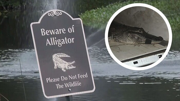 Der Alligator (kleines Bild) hatte es auf den Hund der Frau abgesehen.