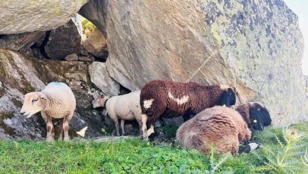 The Valais "Alpine pigs". (Bild: Zwickl)