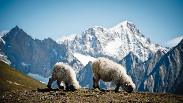 The original: The Valais black-nosed sheep are also popularly known as "Ghornuti" - "horned sheep". (Bild: Schweiz Tourismus)