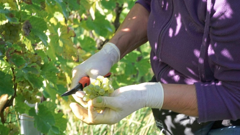 The harvest in the north is almost complete, in the south it is right in the middle. (Bild: Pail Sepp/Sepp Pail)