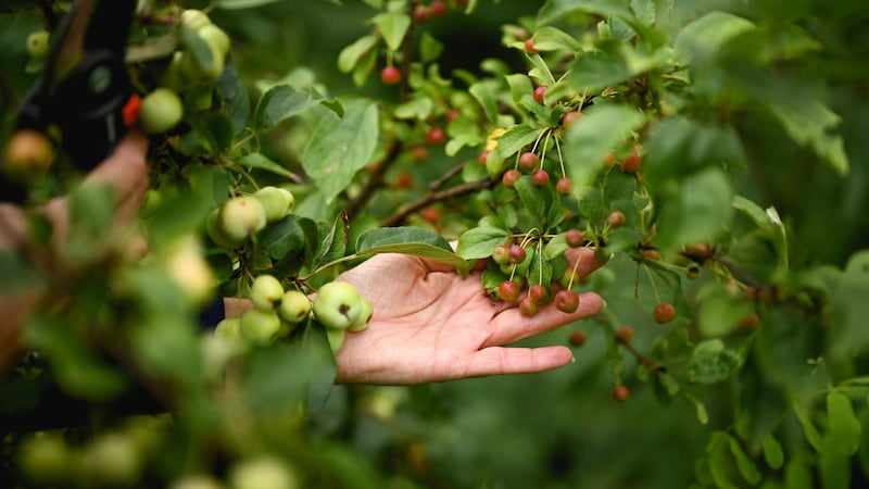 Shrubs have a lot to offer (Bild: Markus Wenzel)