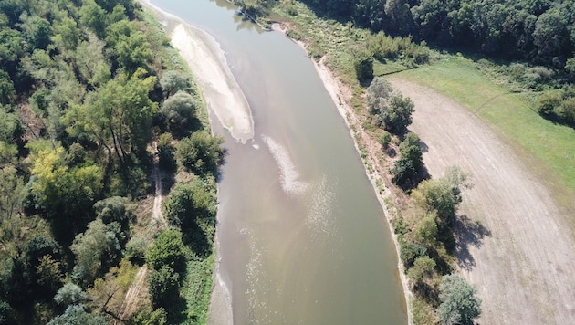 This section of the March clearly shows how nature is reclaiming its terrain on the "renaturalized" bank section. (Bild: Walther Gastinger / WWF Österreich)