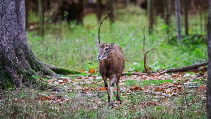 Emergency time in the forest. The hunters had their hands full this summer trying to save the game from dying of heat exhaustion. (Bild: Scharinger Daniel)