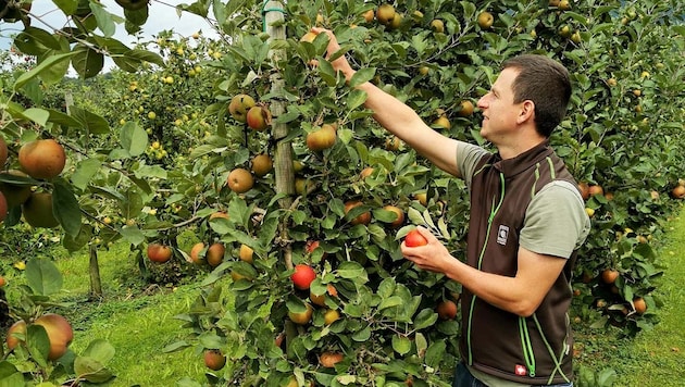 The apple harvest should be good this year. Last year's yield in the Ländle was miserable. (Bild: Ländle Marketing)