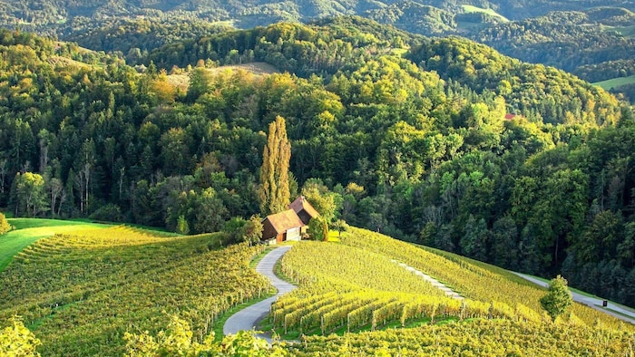 Idyllische Weinberge in der slowenischen Steiermark.