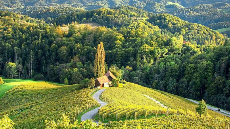 Idyllische Weinberge in der slowenischen Steiermark. (Bild: Anja Raj/www.slovenia.info)