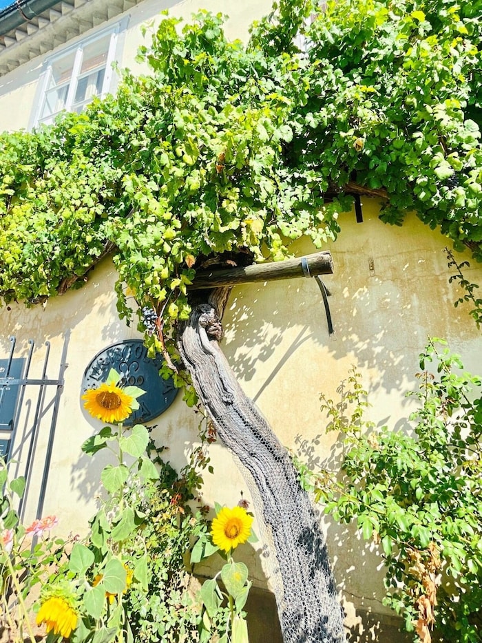 Der älteste Weinstock der Welt in Maribor trägt noch immer Früchte.