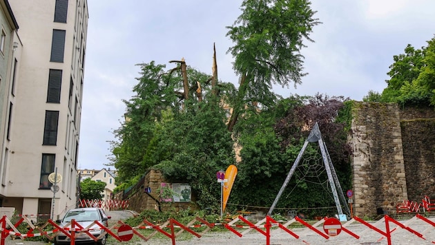 During the storm at the beginning of July, parts of a tree fell on a mother and her daughter at Tummelplatz in Linz. (Bild: Matthias Lauber/laumat.at)