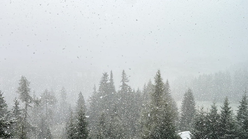 Intensive Schneefälle in höheren Regionen Kärntens (Bild: Roland Holitzky)