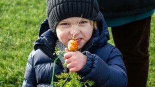 Frisches Gemüse im Augarten: Die City Farm trotzt Wind und Wetter. (Bild: City Farm )