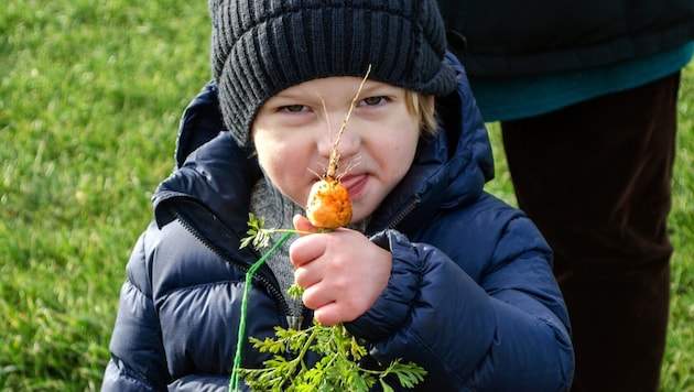 Fresh vegetables in the Augarten: the City Farm defies wind and weather. (Bild: City Farm )