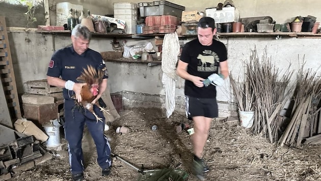 Police officers and an energetic helper caught 52 perky roosters during two "poultry raids". (Bild: Schulter Christian)