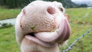 Um Tiere vor einer Ansteckung zu schützen, sollen diese in den Abend- und Morgenstunden im Stall ...