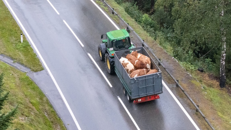 A farmer brings cattle in a tractor trailer from the alpine pastures to the valley of Matrei (Tyrol) due to the uncertain weather conditions. (Bild: APA/EXPA/JOHANN GRODER)