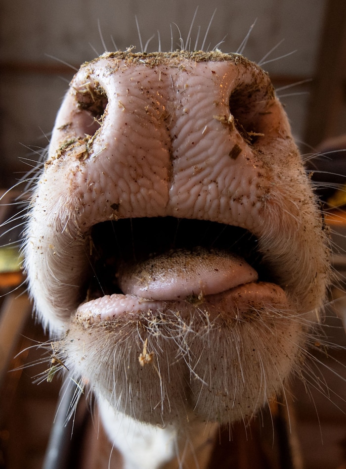 Cattle also show clear symptoms and a sharp drop in milk yield with this virus variant.