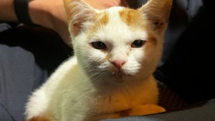 Dieses süße Kätzchen soll der 43-Jährige auf die Straße geworfen haben. 