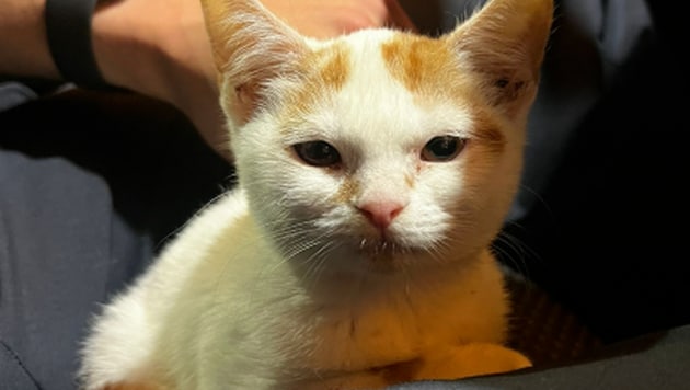 The 43-year-old is said to have thrown this cute kitten onto the street. (Bild: LPD NÖ)