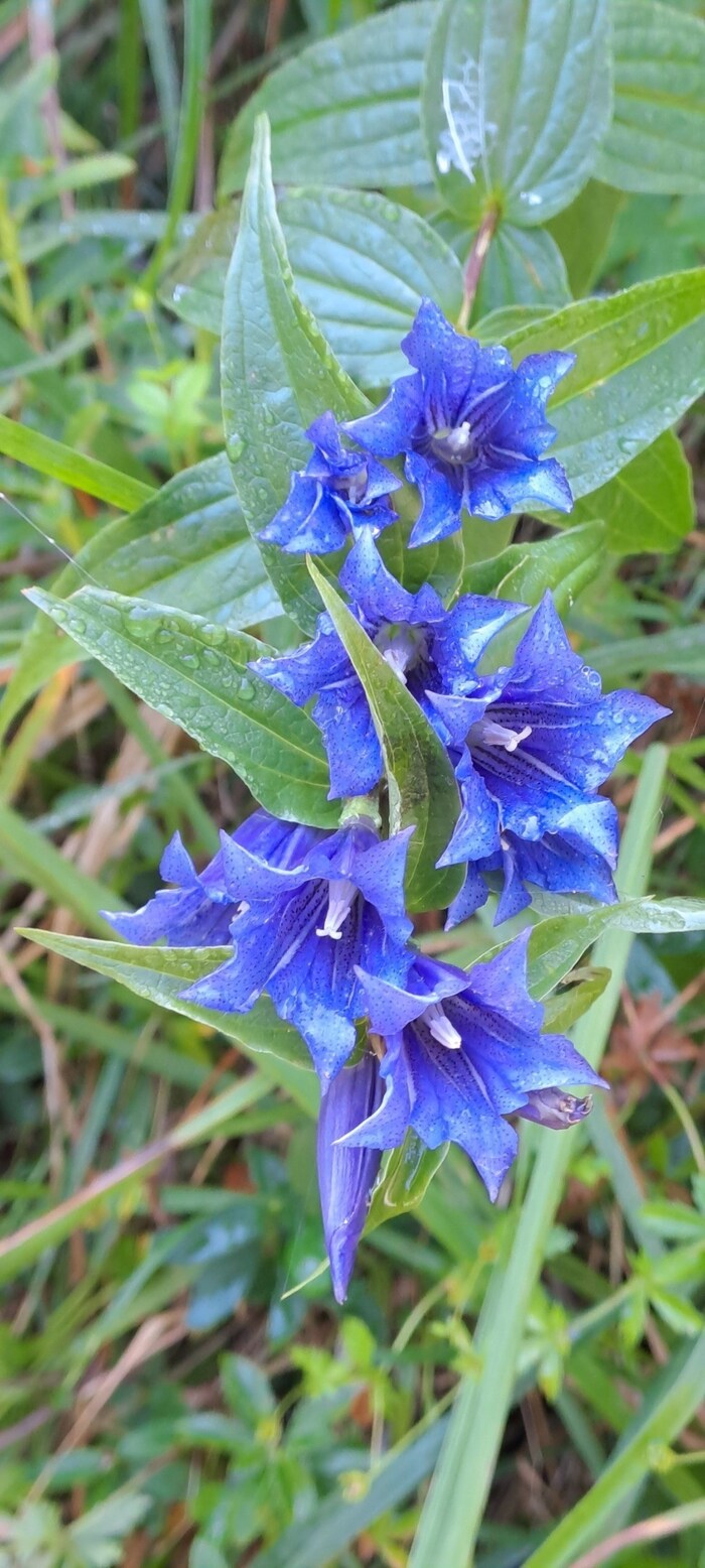 The swallow-wort gentian.