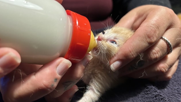 Many kittens currently have to be nursed at Pfotenhilfe (Bild: Pfotenhilfe Lochen)