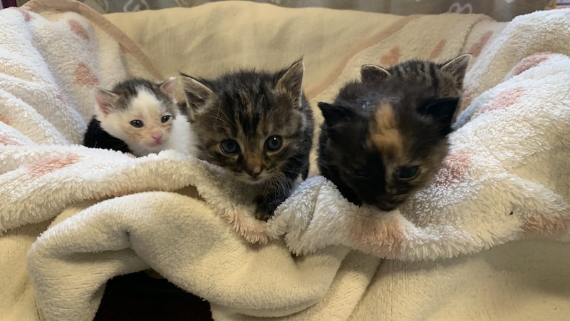 Die Kätzchen sind entzückend (Bild: Pfotenhilfe Lochen)