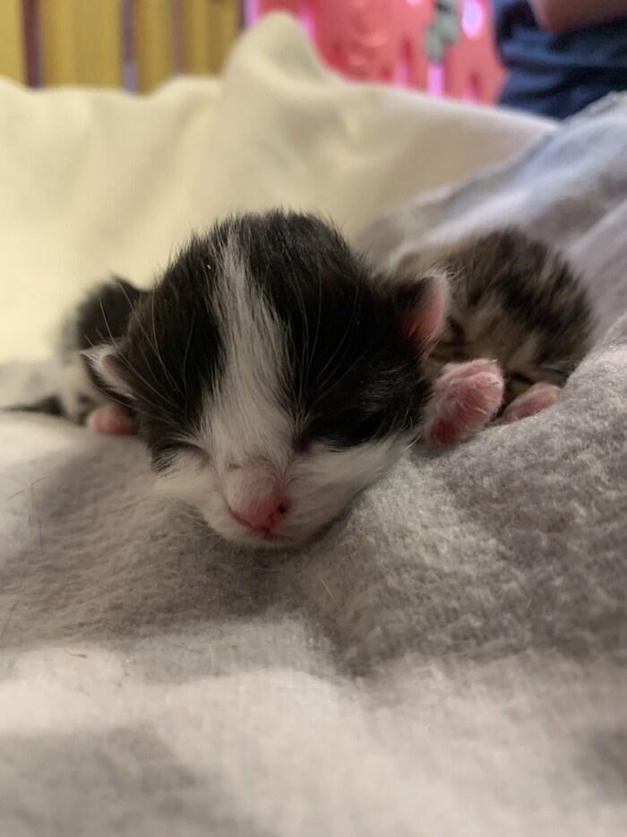 Meow! A sleeping velvet paw