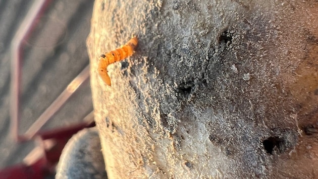 The wireworm bores its way into the potato tubers of Lower Austria and wears farmers down. (Bild: Landwirtschaftskammer Niederösterreich)