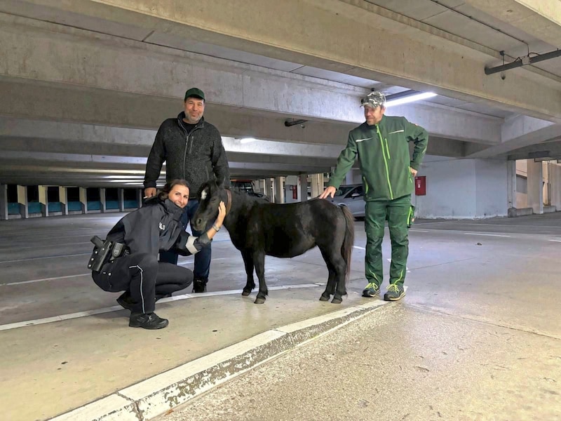 City gardeners managed to keep the escaped pony on a lead until the police arrived. They escorted the animal home. (Bild: Stadtpolizei Baden)