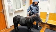 Das Pony wurde am Posten der Stadtpolizei Baden liebevoll umsorgt. (Bild: Stadtpolizei Baden)