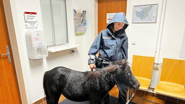 Das Pony wurde am Posten der Stadtpolizei Baden liebevoll umsorgt. (Bild: Stadtpolizei Baden)