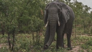 In Simbabwe leben etwa 100.000 Elefanten. (Bild: AFP/Zinyange Auntony)