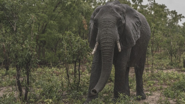 Around 100,000 elephants live in Zimbabwe. (Bild: AFP/Zinyange Auntony)