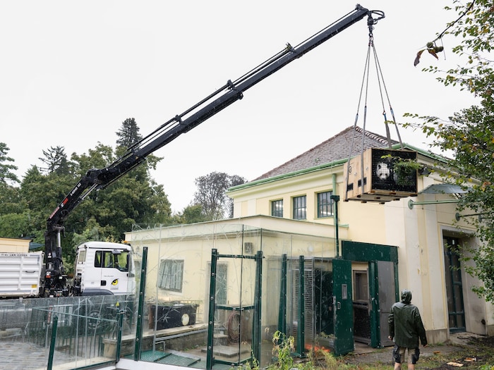 Die Transportkiste mit dem Männchen wird aus der Anlage in Schönbrunn gehoben.