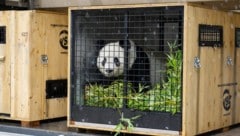 Pandaweibchen Yang Yang schaut aus der Transportkiste.  (Bild: DANIEL ZUPANC)