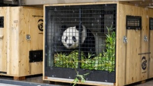 Pandaweibchen Yang Yang schaut aus der Transportkiste.  (Bild: DANIEL ZUPANC)