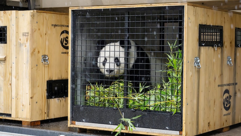 Pandaweibchen Yang Yang schaut aus ihrer mit Bambus ausgelegten Transportkiste (Bild: DANIEL ZUPANC)