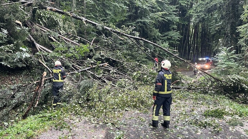 Laufend stürzen Bäume um, hier etwa in Pöllau. (Bild: FF Pöllau)