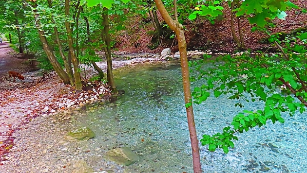 Der kleine Teich in Warmbad in Villach hat sich wieder gefüllt. Das Maibachl rinnt wieder.  (Bild: Georg Wastl)