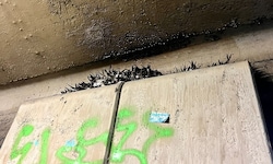Die Tiere suchen unter der Wiener Reichsbrücke Schutz. Die Gitter der Taubenabwehr werden zur ...