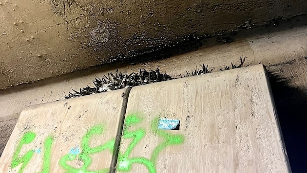 The animals seek shelter under the Reichsbrücke bridge in Vienna. The bars of the pigeon defense system become a death trap and the birds can no longer escape. (Bild: Tierschutz Austria)