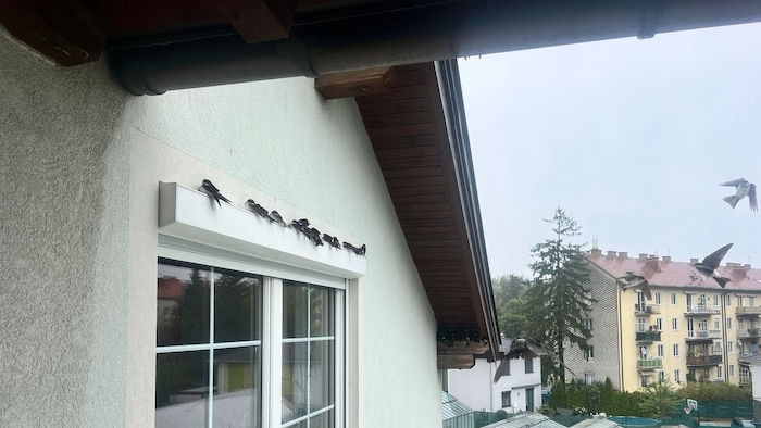 In so einem Fall sollte man noch nicht handeln und die Tiere in Ruhe lassen. 