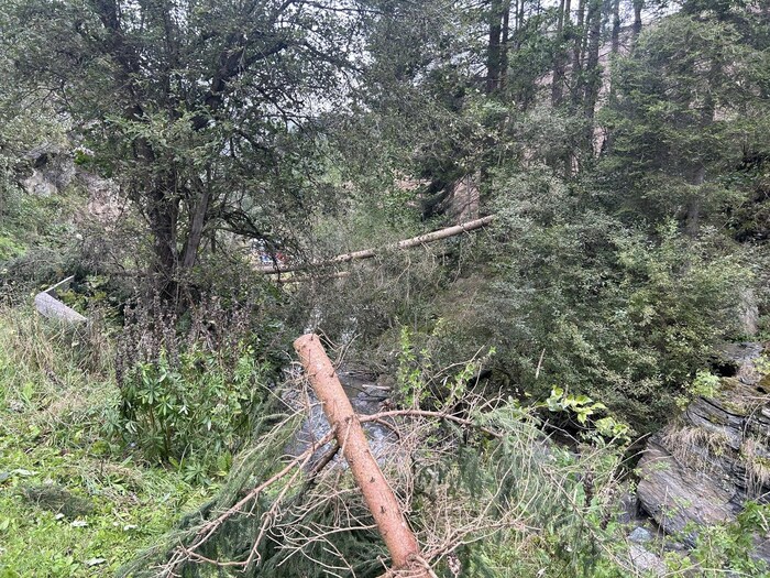 In Lungau, the storm toppled several trees.